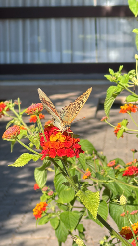 Cardinal Butterfly