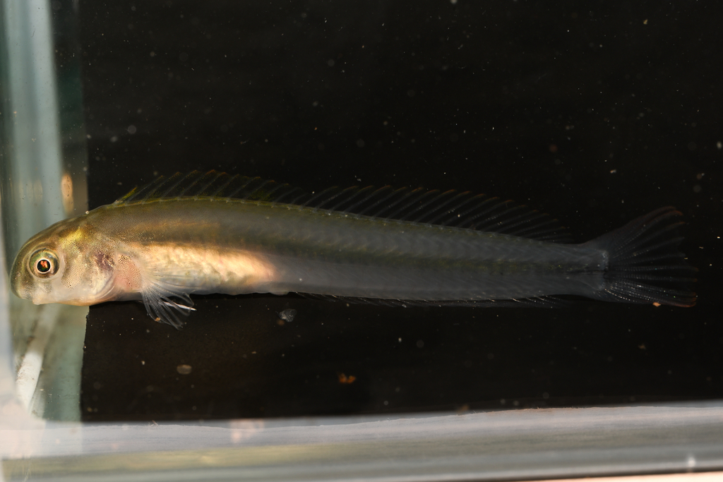Haptogenys bipunctata