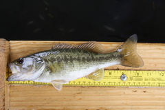 Micropterus treculii