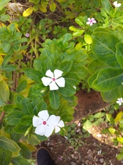 Catharanthus roseus
