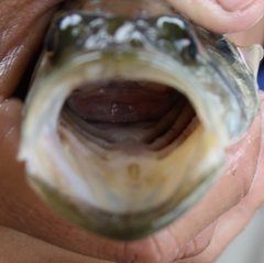 Micropterus treculii