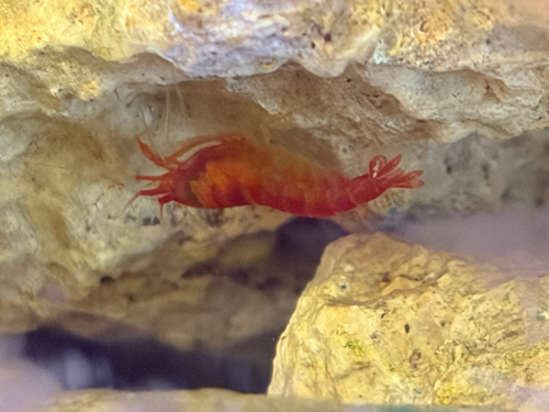 Metabetaeus lohena, 2026-09-09