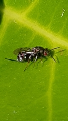 Monodontomerus obscurus