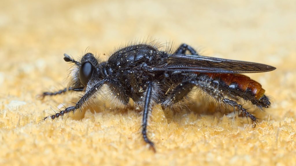 Andrenosoma albibarbe
