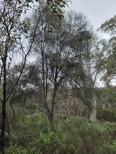Allocasuarina verticillata, photograph 1
