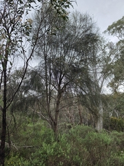 Allocasuarina verticillata