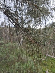 Allocasuarina verticillata, photograph (c) herbie-hancock, some rights reserved (CC BY)