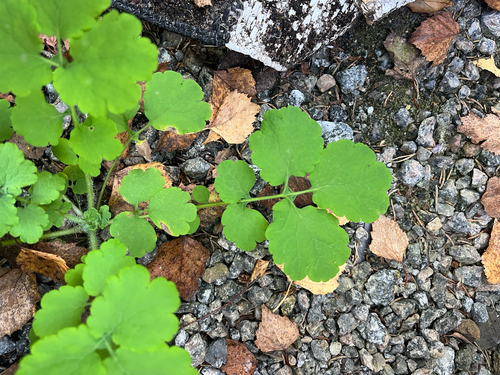 Greater celandine
