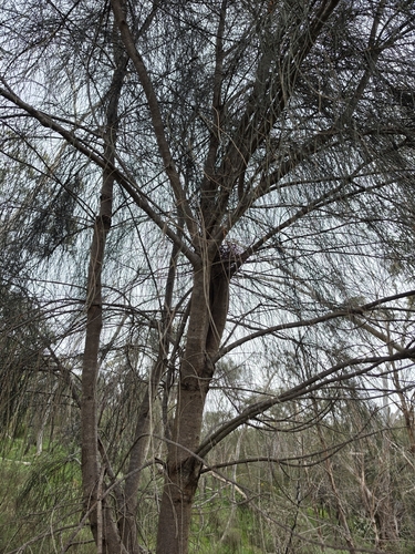 Allocasuarina verticillata, photograph 3