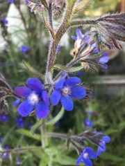 Anchusa officinalis