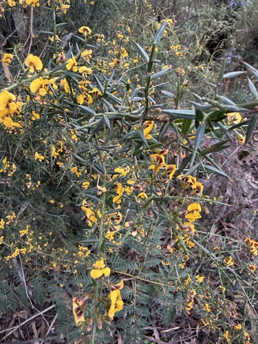 gorse bitter pea