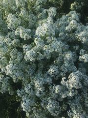 Crambe tataria