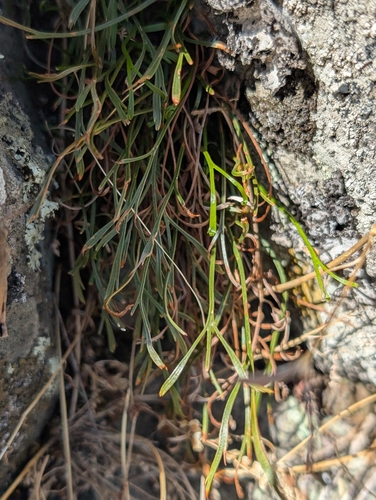 Asplenium septentrionale, photograph 2