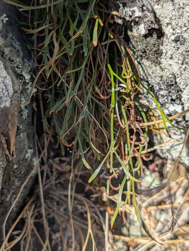 Asplenium septentrionale, photograph 3