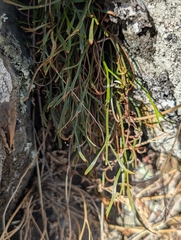 (c) Denys Vynokurov, some rights reserved (CC BY) Asplenium septentrionale, photograph (c) Denys Vynokurov, some rights reserved (CC BY)
