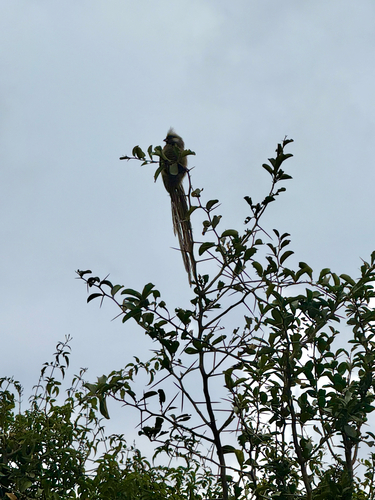 Speckled Mousebird