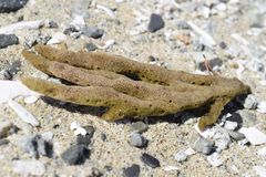 Amphilectus digitatus