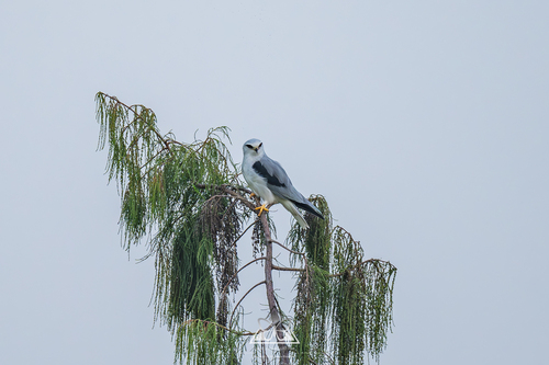 Black-winged Kite