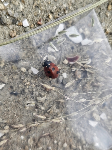 Seven-spotted Lady Beetle