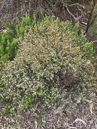 Spyridium vexilliferum, photograph 1