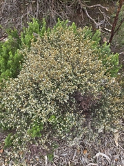 Spyridium vexilliferum