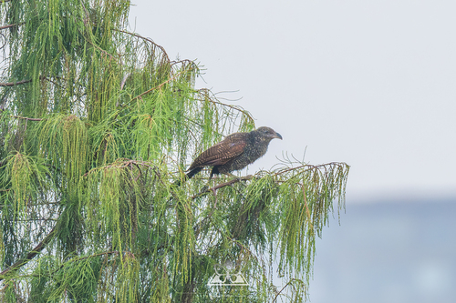 Greater Coucal