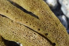 Amphilectus digitatus