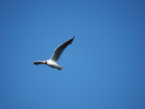 Black-headed Gull