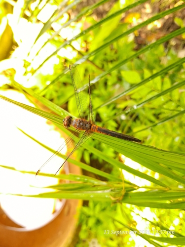 Oriental Blue Dasher