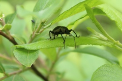 Otiorhynchus vehemens