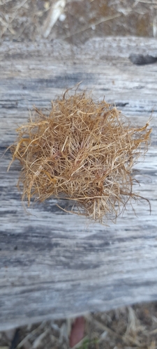 Andricus caputmedusae
