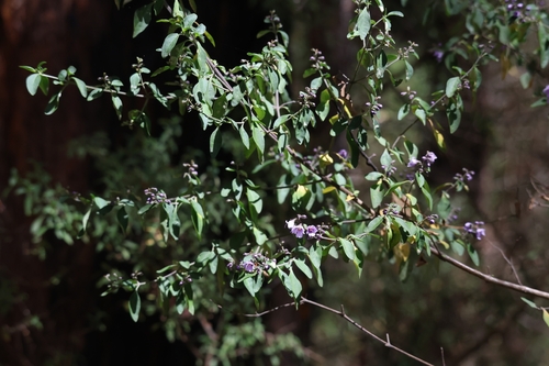 Prostanthera ovalifolia, 2026-09-13