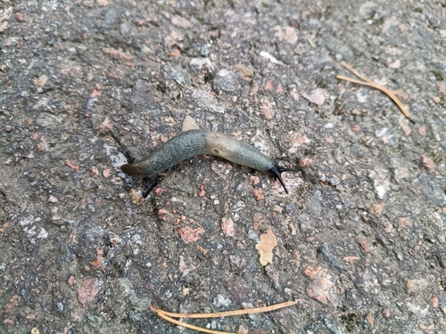 Black-headed Slug