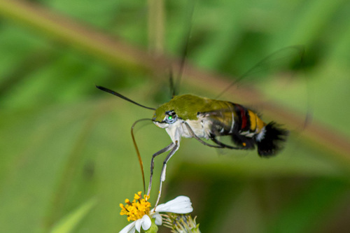 Pellucid Hawkmoth