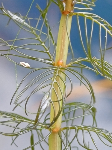 Myriophyllum triphyllum observed 2026-09-13