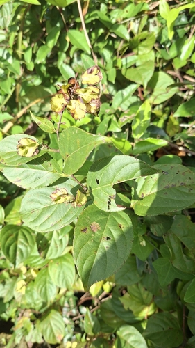 Tripterygium wilfordii observed 2026-09-13
