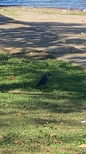 Eurasian Jackdaw