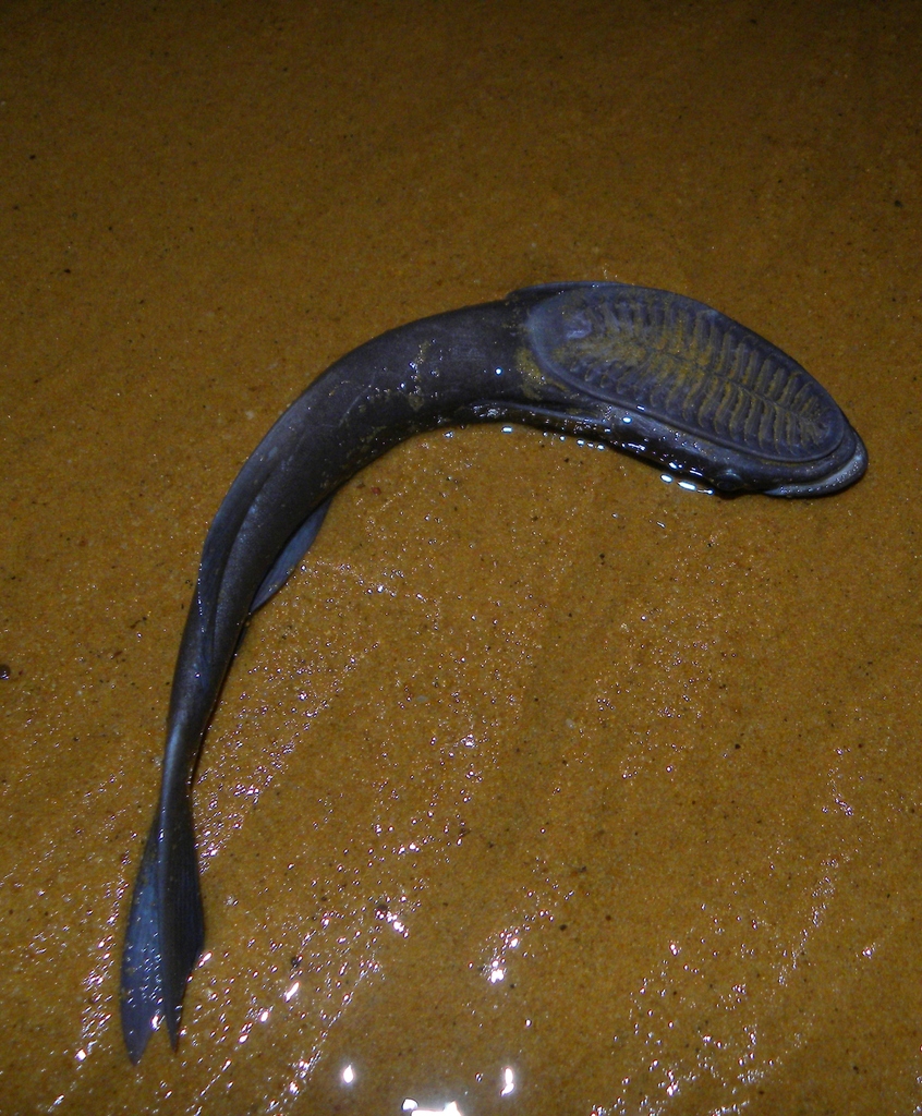 Common Remora (Remora remora) - Marine Life Identification