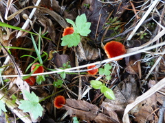 Microstoma protractum