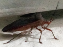 Sethenira ferruginea