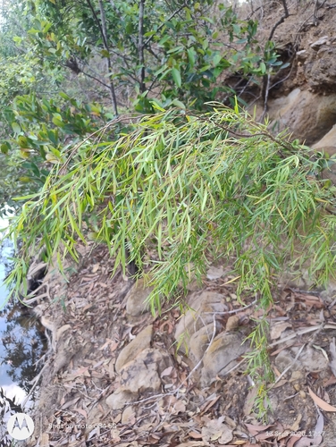 Leptospermum madidum, 2026-09-13
