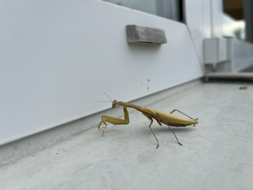 European Mantis