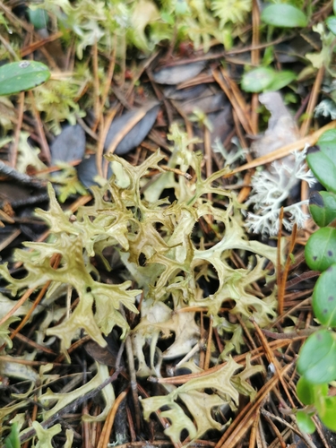Iceland Lichen