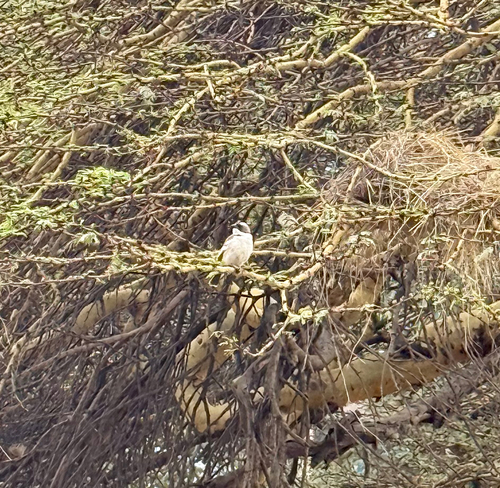 White-browed Sparrow-Weaver