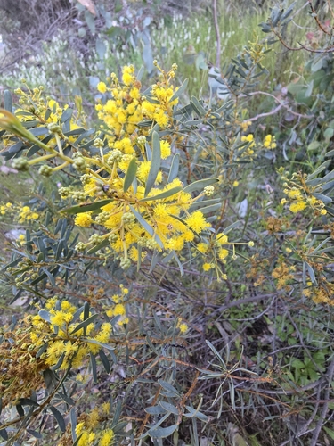 Acacia decora observed 2026-09-13