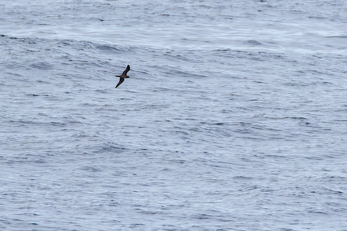iNaturalist image