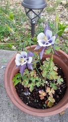 Aquilegia coerulea