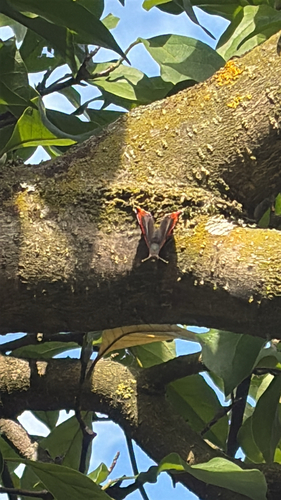 Red Admiral