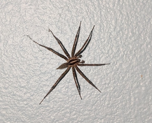 Grass Spiders