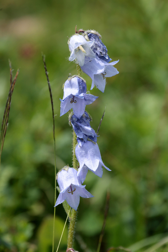 Campanula barbata, photograph 2